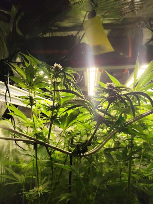Las Morras (bio organic). Week 8