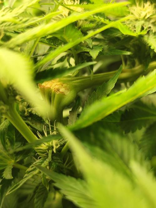 Las Morras (bio organic). Week 8