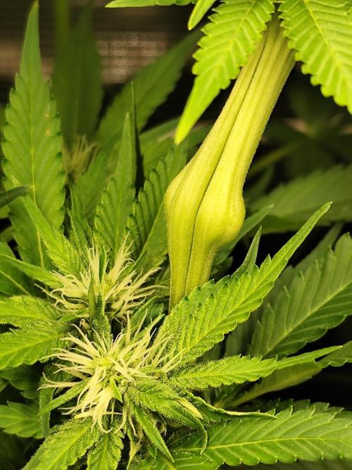 Las Morras (bio organic). Week 8