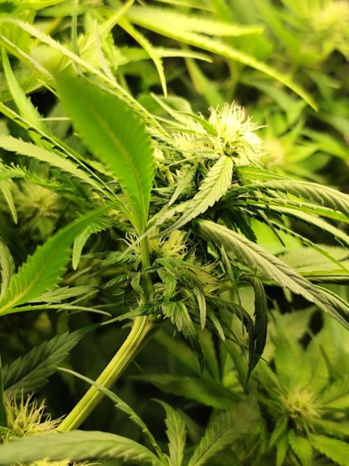 Las Morras (bio organic). Week 8