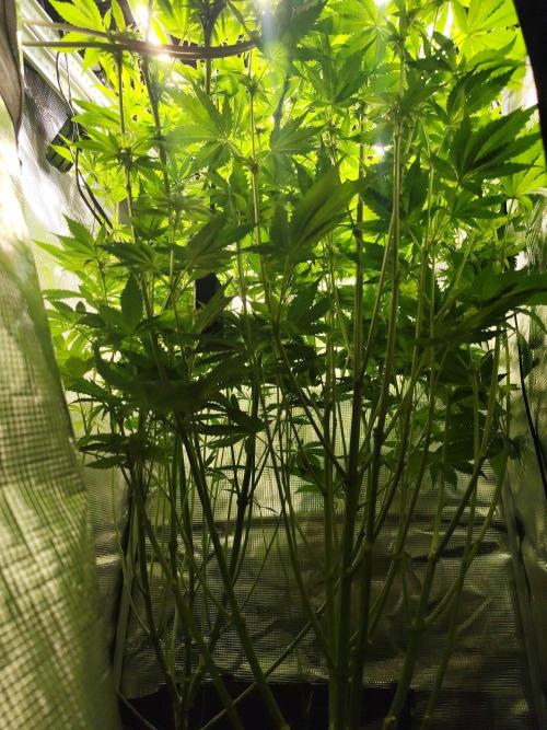 Las Morras (bio organic). Week 8