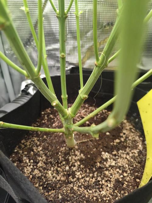 Las Morras (bio organic). Week 8
