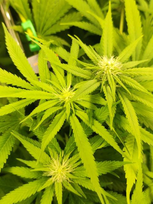 Las Morras (bio organic). Week 8