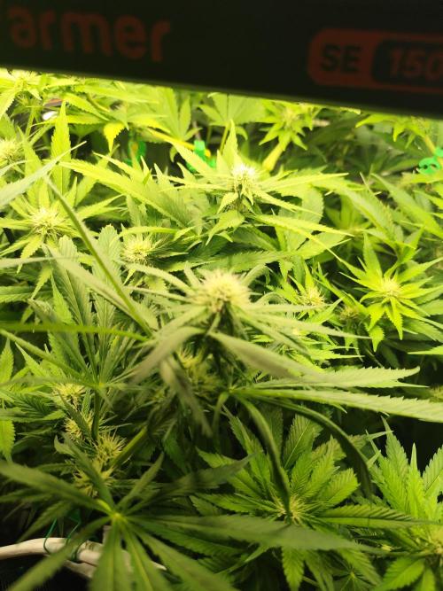 Las Morras (bio organic). Week 8