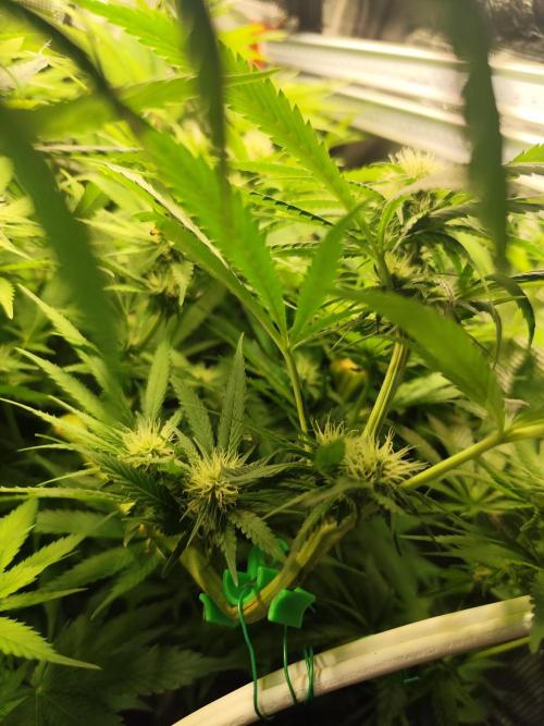 Mexican Sativa Fem. Week 8