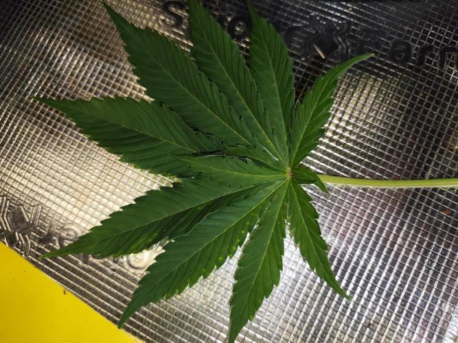 Las Morras (bio organic). Week 8 - Phenotype 1 - larger leaf 13 tips