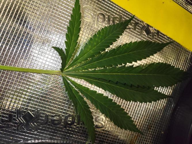 Mexican Sativa Fem. Week 8