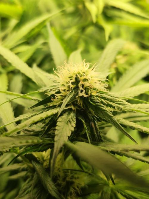 Las Morras (bio organic). Week 8