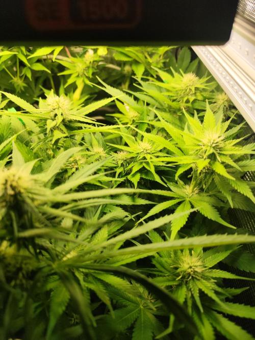 Mexican Sativa Fem. Week 8