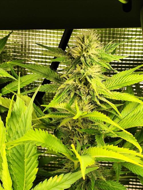 Las Morras (bio organic). Week 9