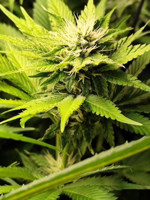 Las Morras (bio organic). Week 9