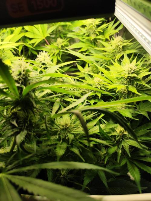Las Morras (bio organic). Week 9