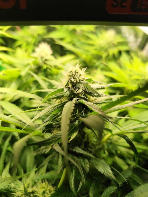 Las Morras (bio organic). Week 9
