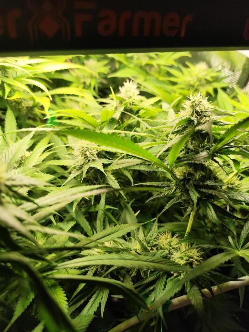 Mexican Sativa Fem. Week 9