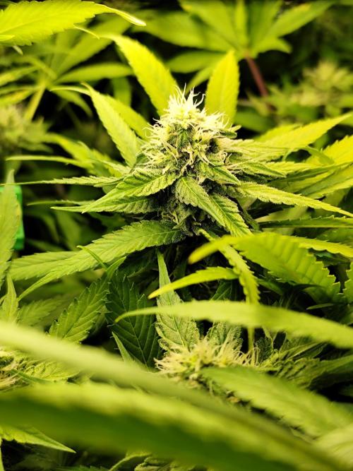 Las Morras (bio organic). Week 9