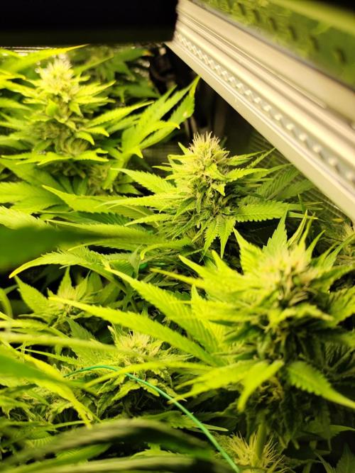 Las Morras (bio organic). Week 9
