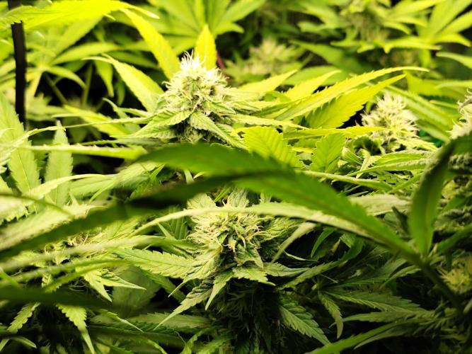 Las Morras (bio organic). Week 9