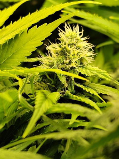 Mexican Sativa Fem. Week 9