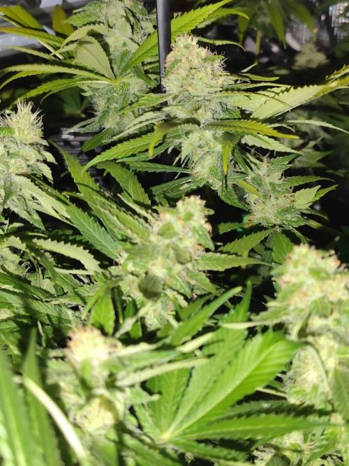 Las Morras (bio organic). Week 10