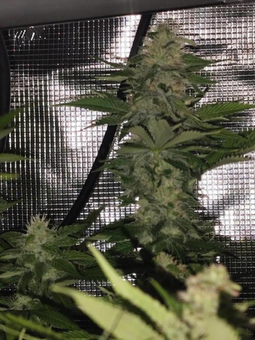Las Morras (bio organic). Week 10