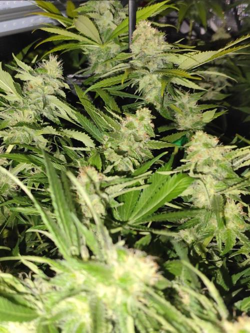Las Morras (bio organic). Week 10