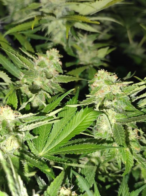 Las Morras (bio organic). Week 10