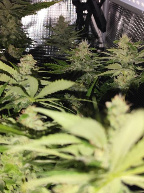 Las Morras (bio organic). Week 10