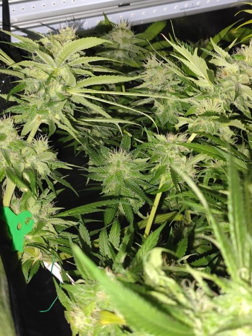 Las Morras (bio organic). Week 10