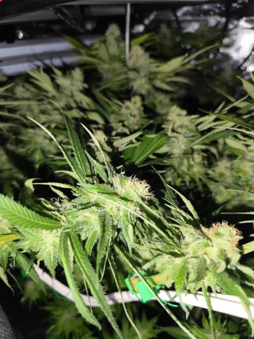Mexican Sativa Fem. Week 10
