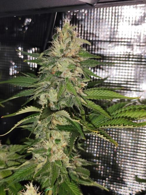 Las Morras (bio organic). Week 11