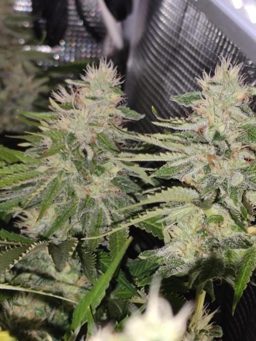Las Morras (bio organic). Week 11