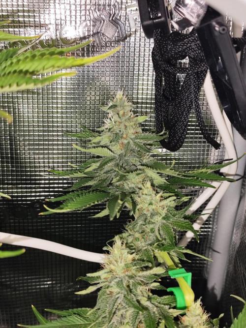 Las Morras (bio organic). Week 11