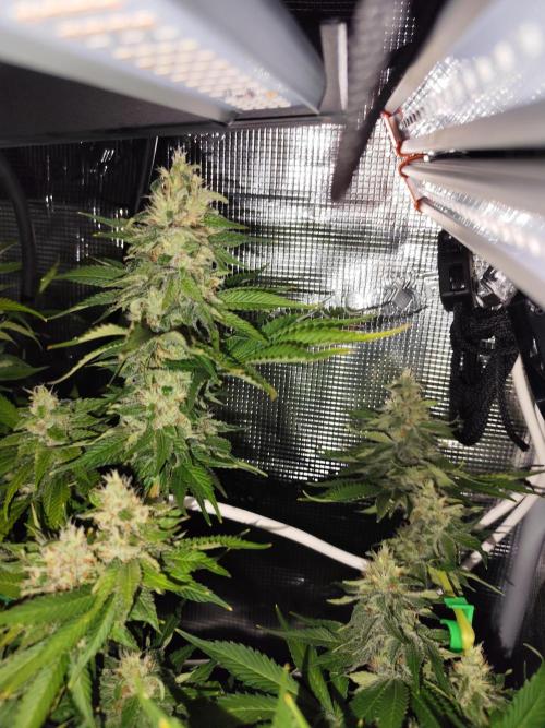 Las Morras (bio organic). Week 11