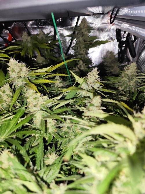 Las Morras (bio organic). Week 11