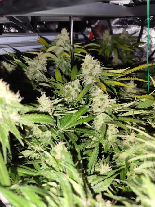 Las Morras (bio organic). Week 11