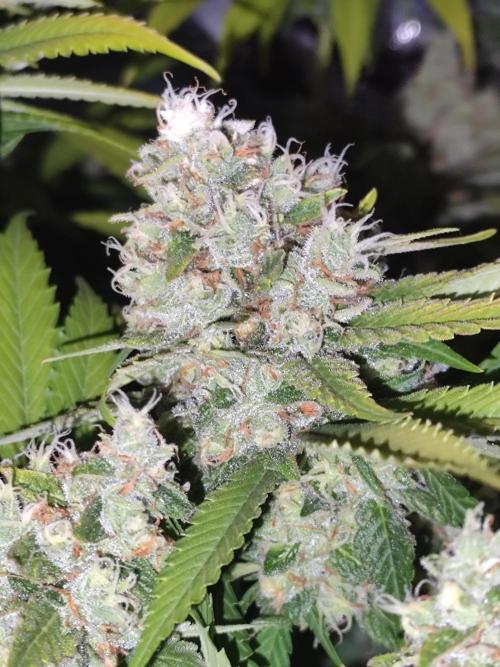 Las Morras (bio organic). Week 12