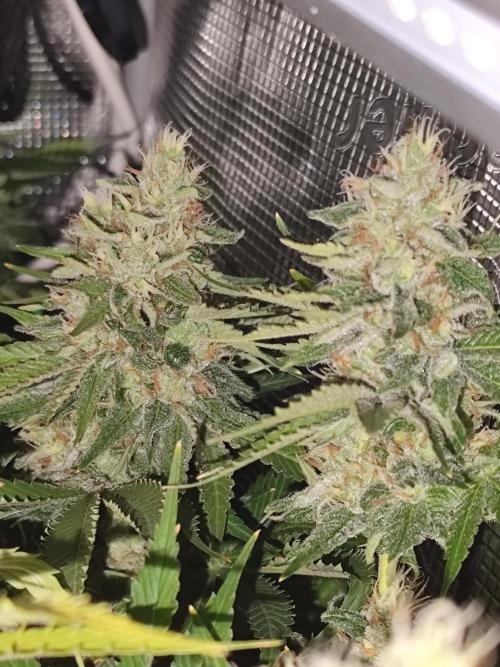 Las Morras (bio organic). Week 12