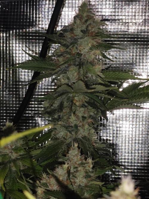 Las Morras (bio organic). Week 12