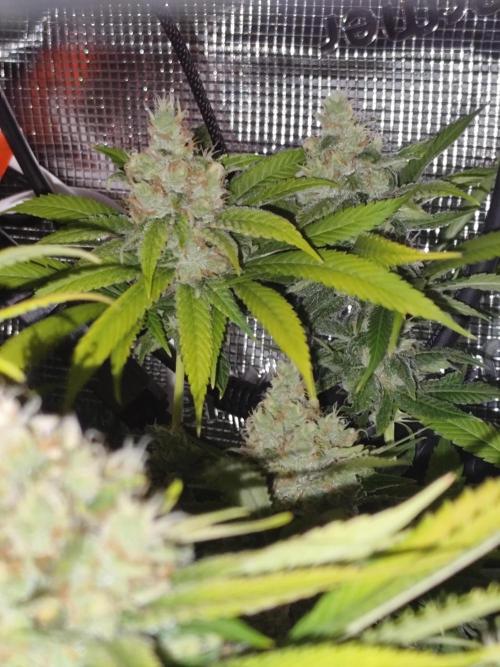 Las Morras (bio organic). Week 12