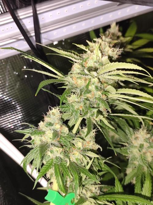 Las Morras (bio organic). Week 12