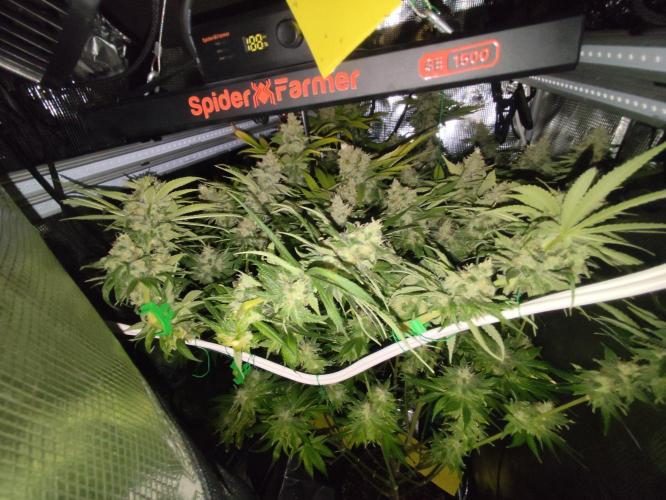 Las Morras (bio organic). Week 12
