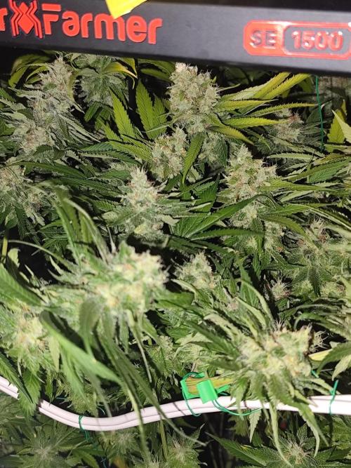 Las Morras (bio organic). Week 12