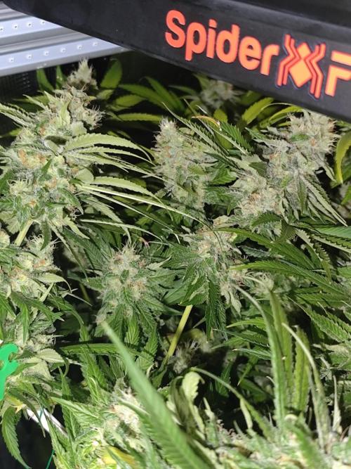 Mexican Sativa Fem. Week 12