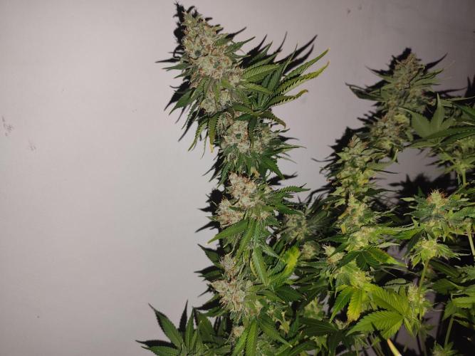 Las Morras (bio organic). Week 13