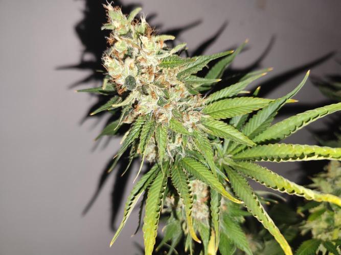 Las Morras (bio organic). Week 13