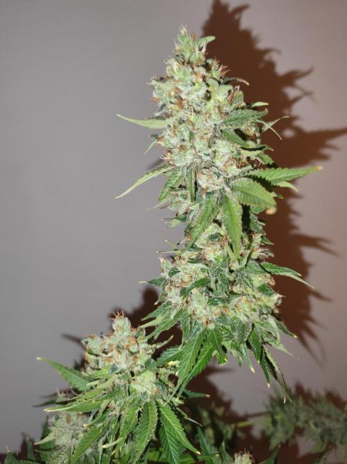 Las Morras (bio organic). Week 13