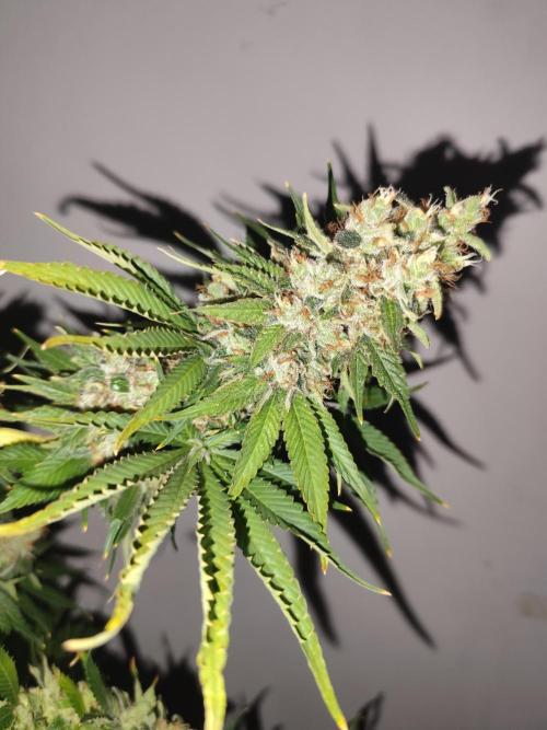 Las Morras (bio organic). Week 13