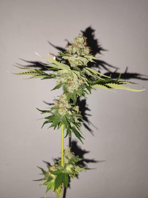Las Morras (bio organic). Week 13