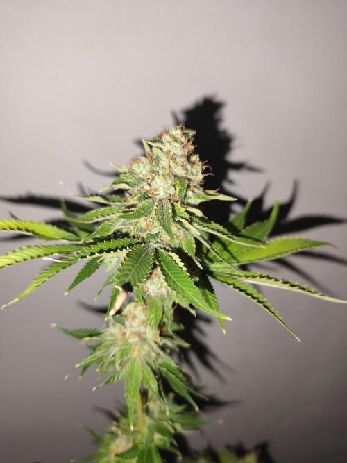 Las Morras (bio organic). Week 13