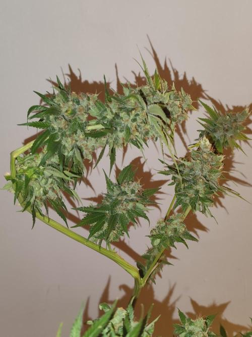 Las Morras (bio organic). Week 13
